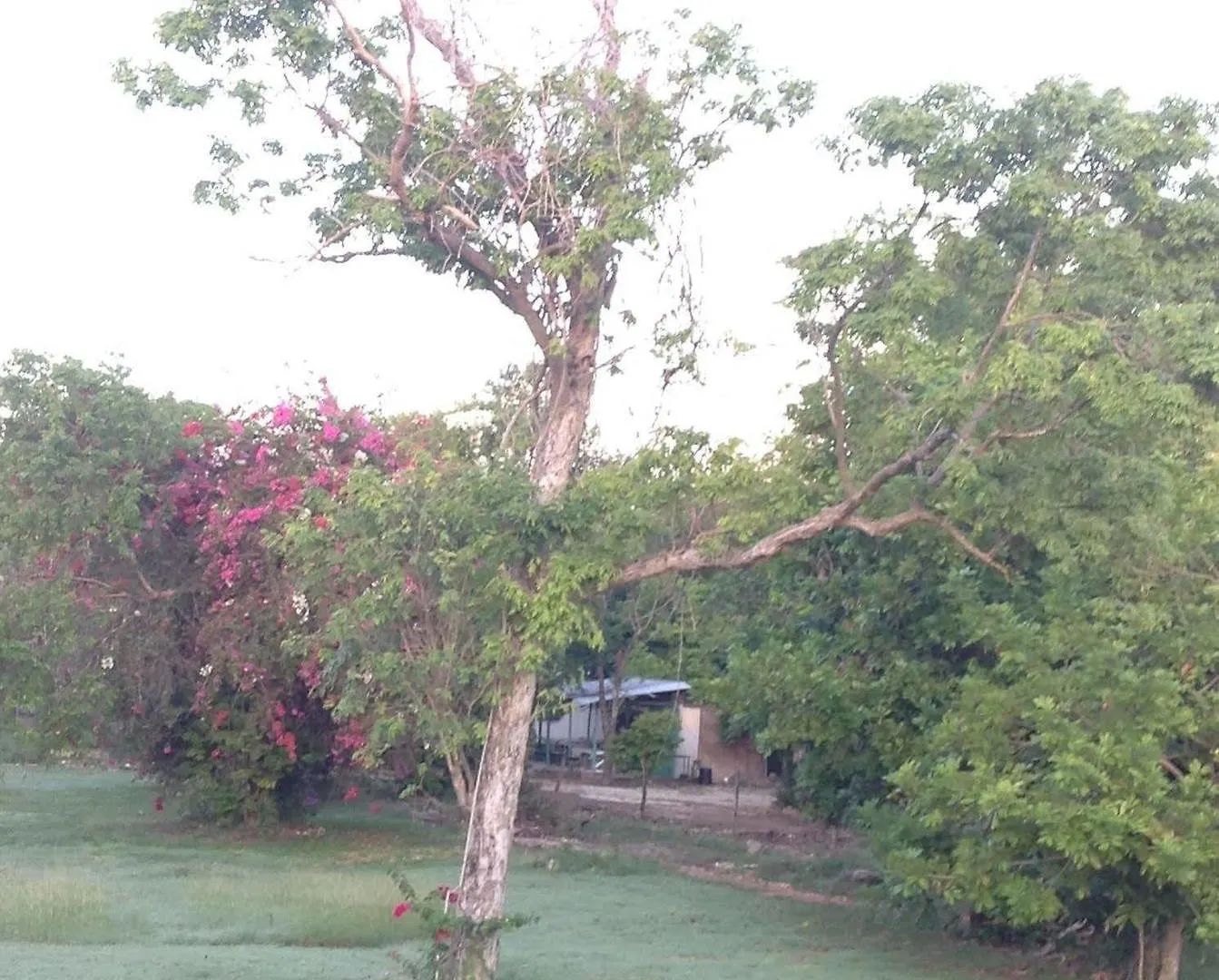 Hotel The Royal Hummingbird Resort Negril